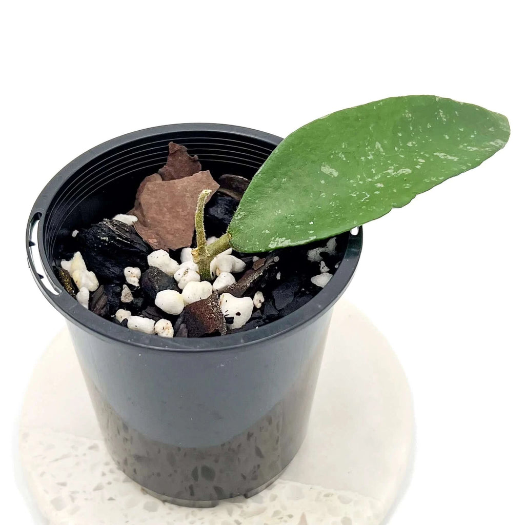 Hoya phuwuaensis | Indoor Plant | Chalet Boutique - Australia