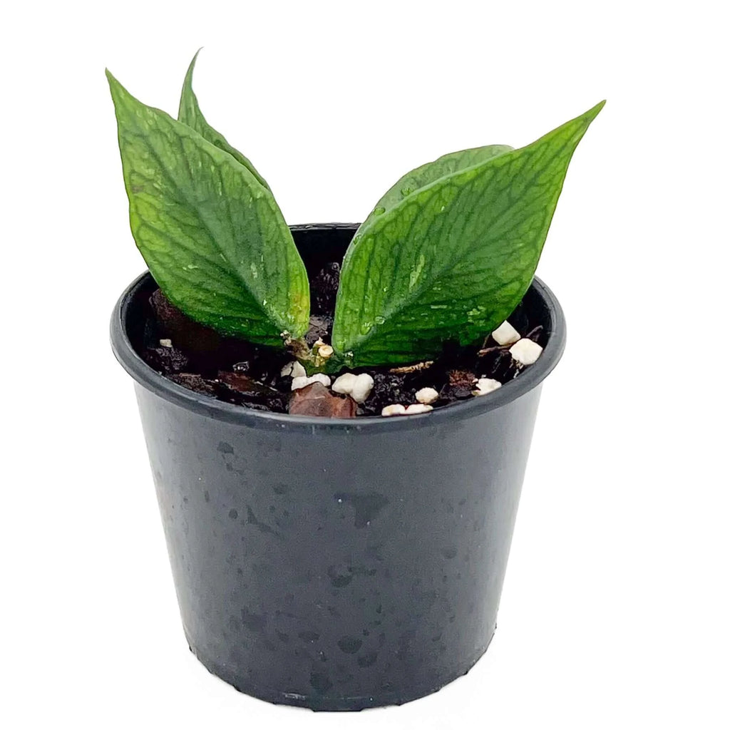 Hoya polyneura | Indoor Plant | Chalet Boutique - Australia