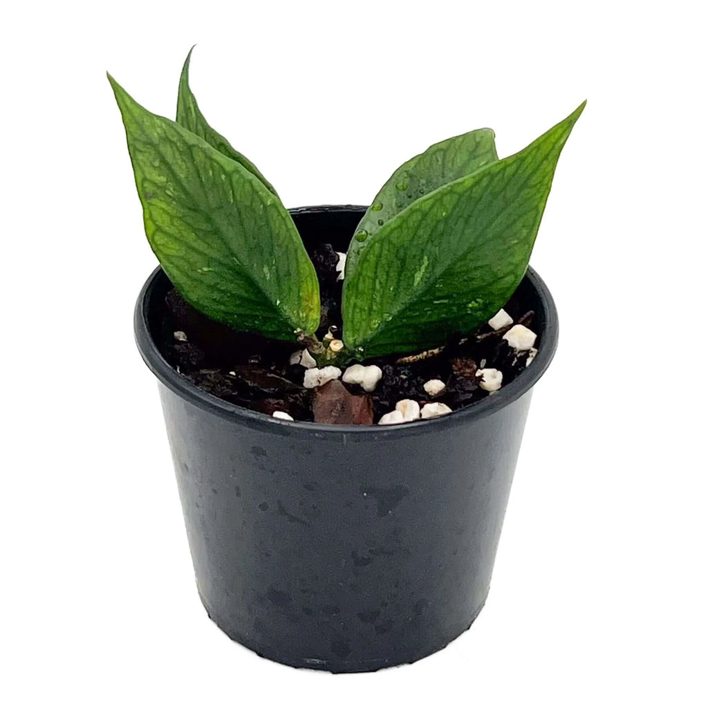 Hoya polyneura | Indoor Plant | Chalet Boutique - Australia