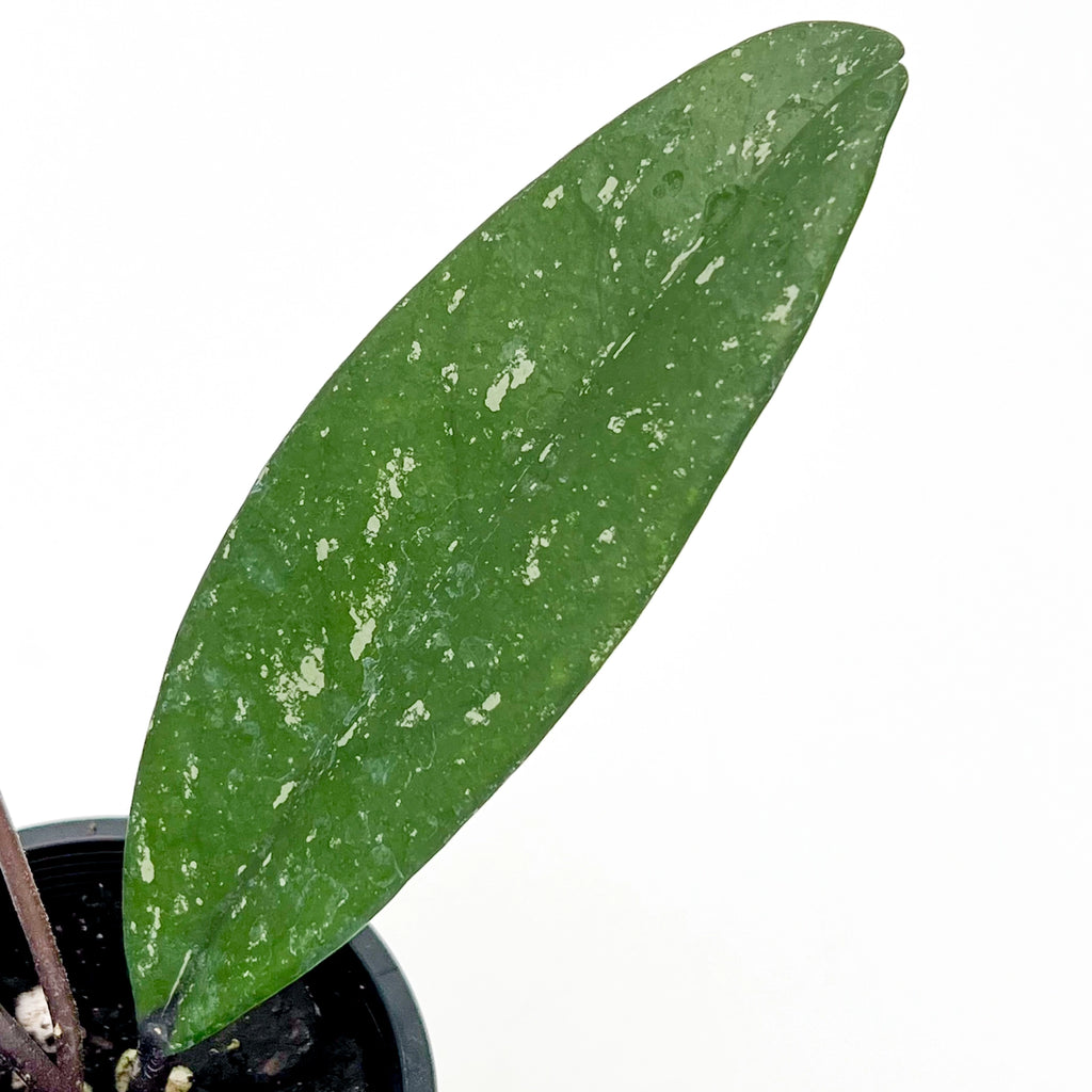 Hoya pubicalyx 'Black' | Indoor Plant | Chalet Boutique - Australia