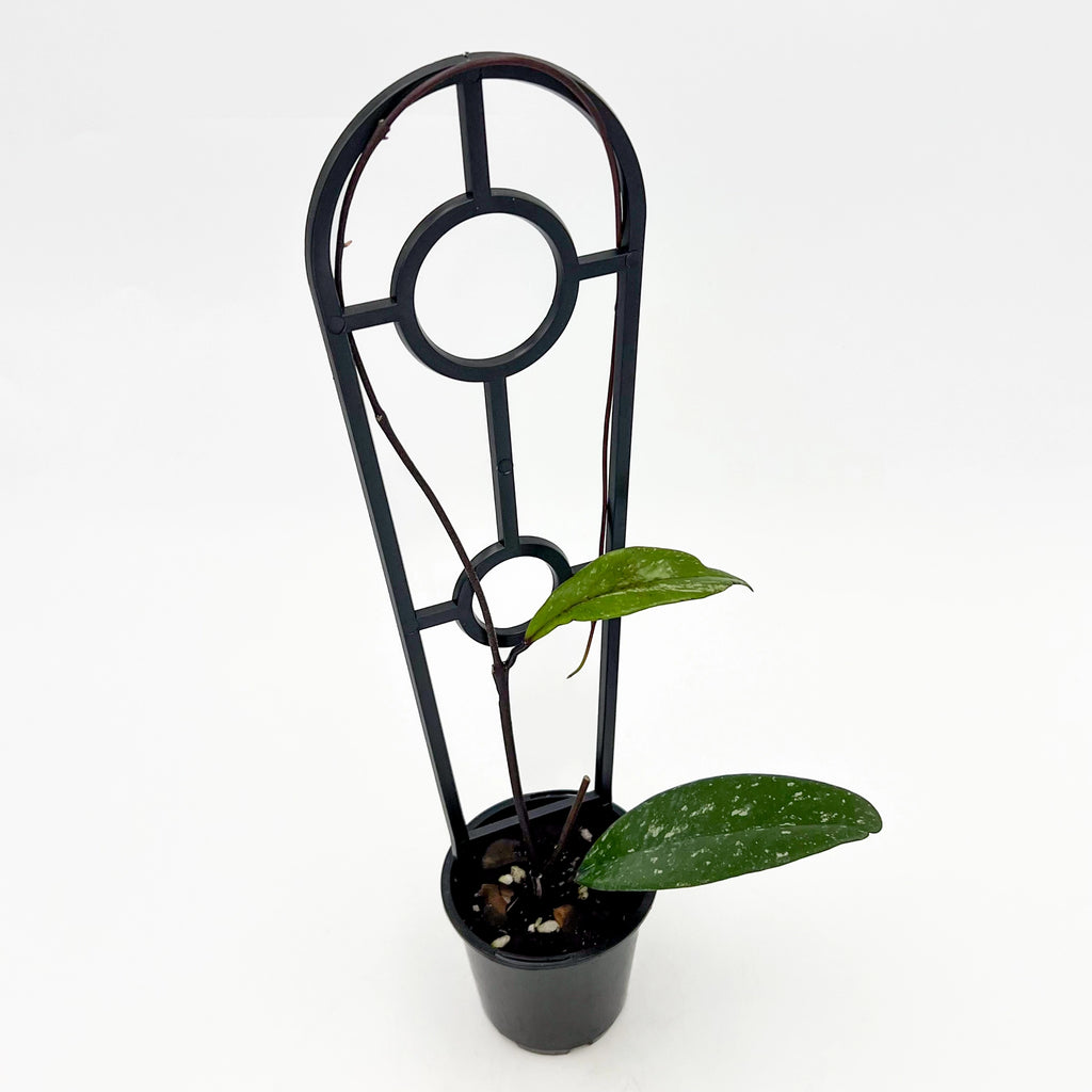 Hoya pubicalyx 'Black' | Indoor Plant | Chalet Boutique - Australia