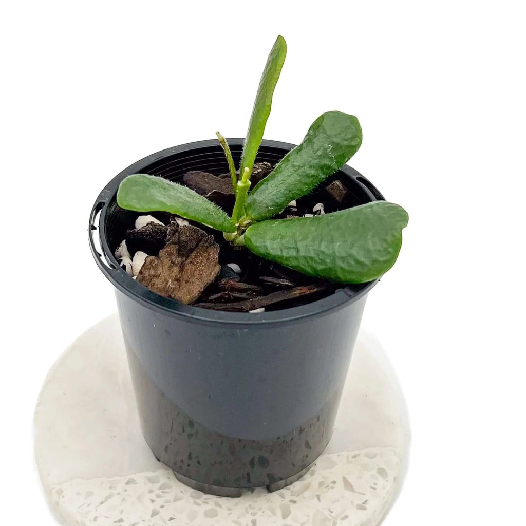 Hoya rotundiflora | Indoor Plant | Chalet Boutique - Australia