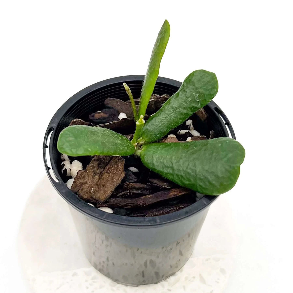 Hoya rotundiflora | Indoor Plant | Chalet Boutique - Australia