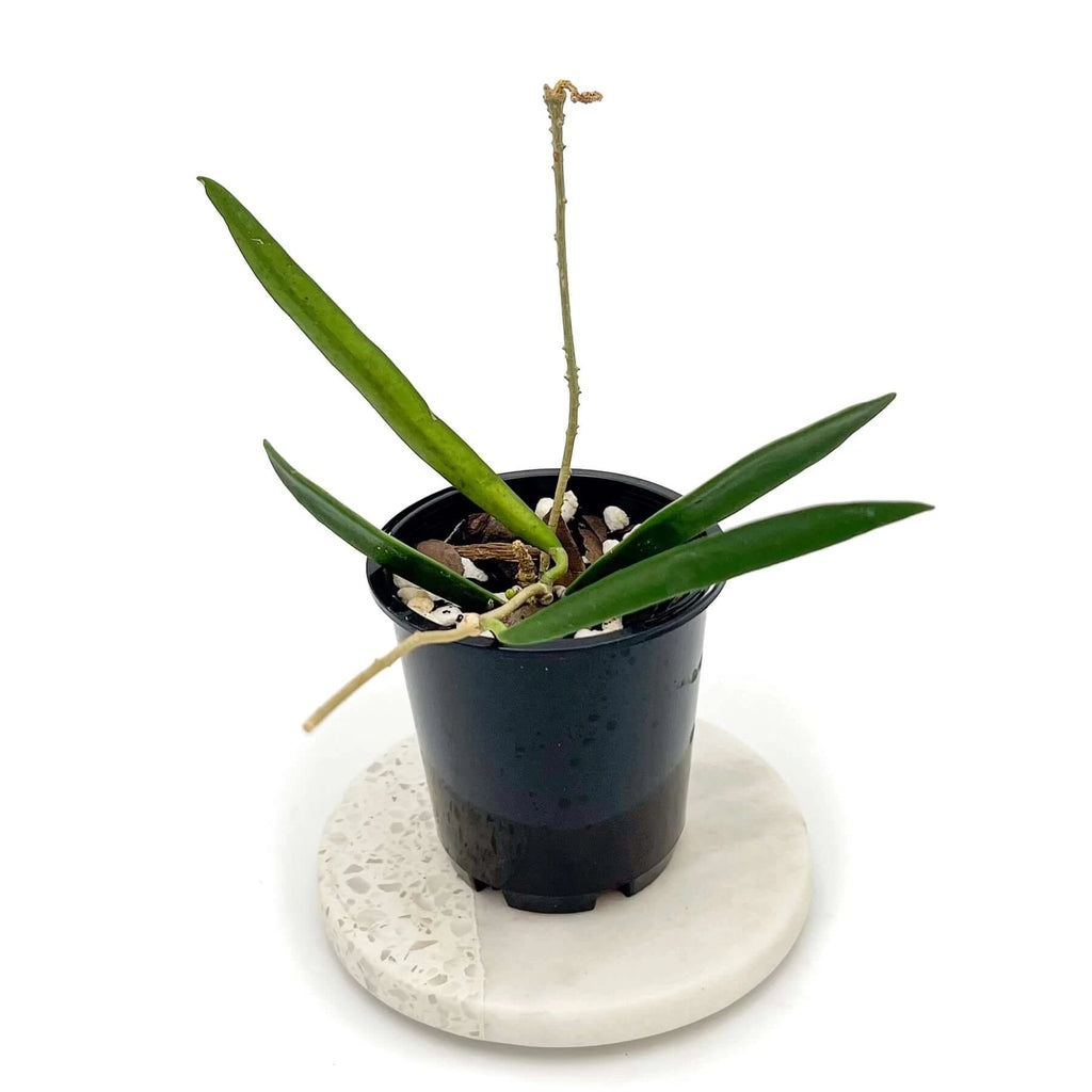 Hoya shepherdii | Indoor Plant | Chalet Boutique - Australia