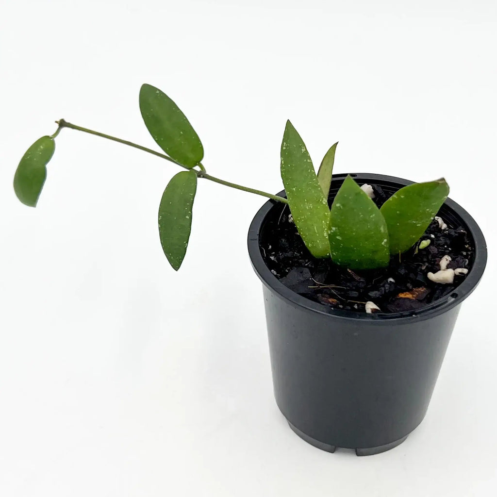 Hoya sigillatis 'Alas River' indoor plant in 8cm nursery pot, featuring lush green leaves, Chalet Boutique, Australia.