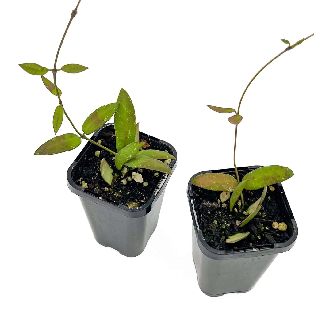 Hoya sigillatis 'Alas River' | Indoor Plant | Chalet Boutique - Australia