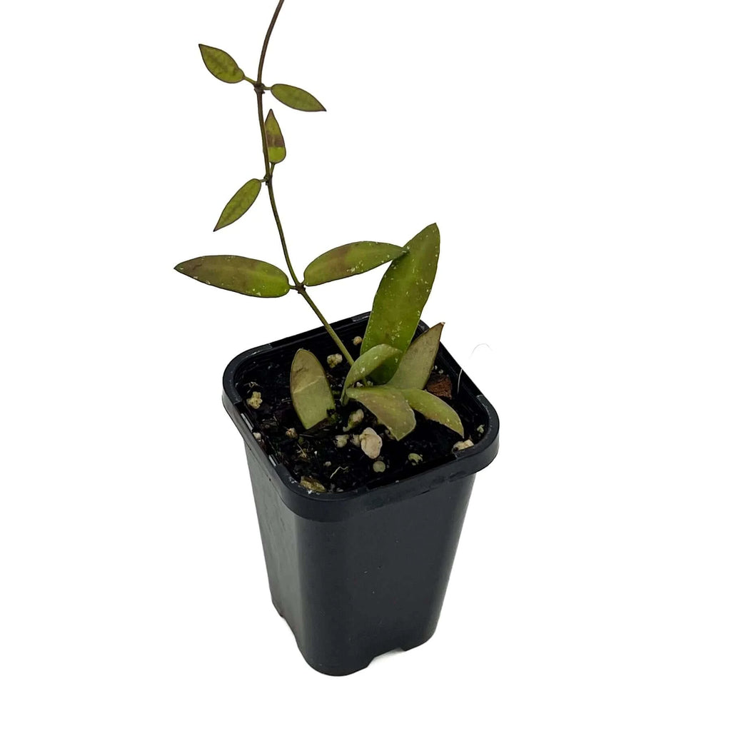 Hoya sigillatis 'Alas River' | Indoor Plant | Chalet Boutique - Australia