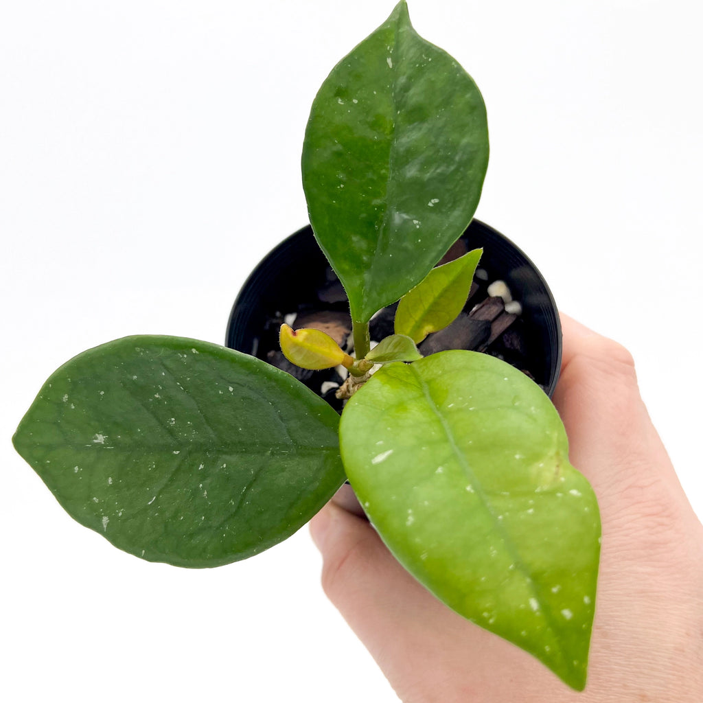 Hoya carnosa Snowball | Indoor Plant | Chalet Boutique - Australia