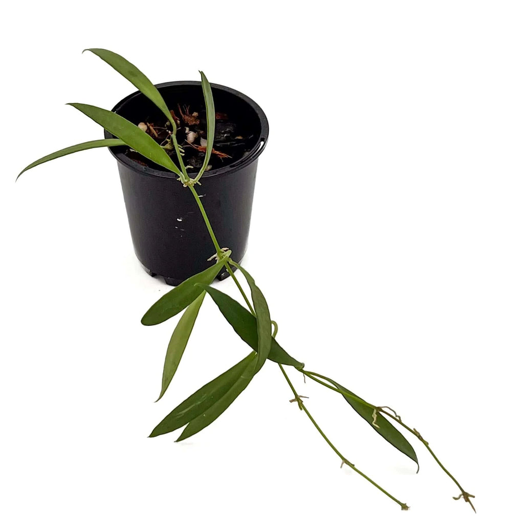 Hoya tsangii | Indoor Plant | Chalet Boutique - Australia