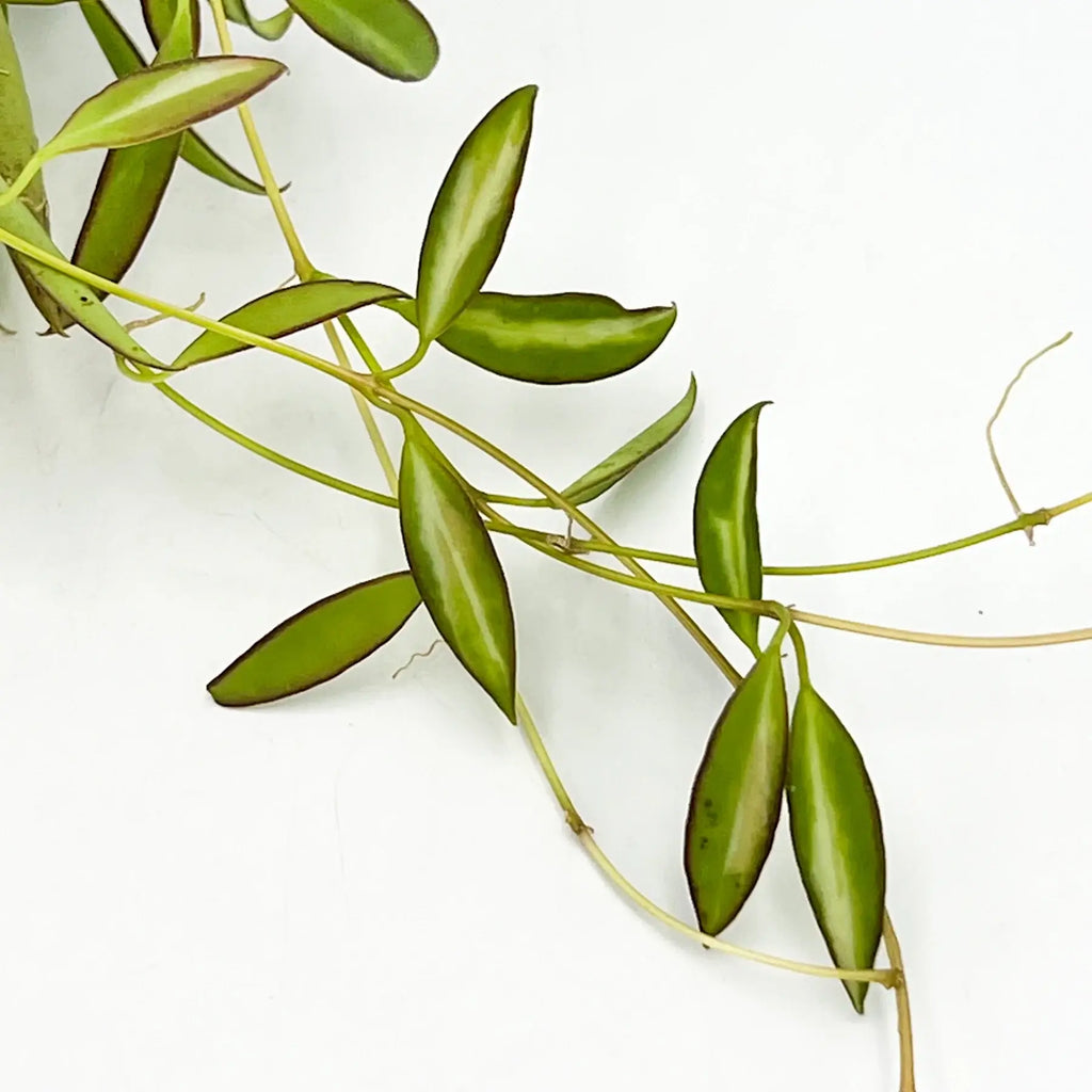 Hoya tsangii variegated showcasing vibrant green leaves, a rare indoor plant available for express shipping in Australia.