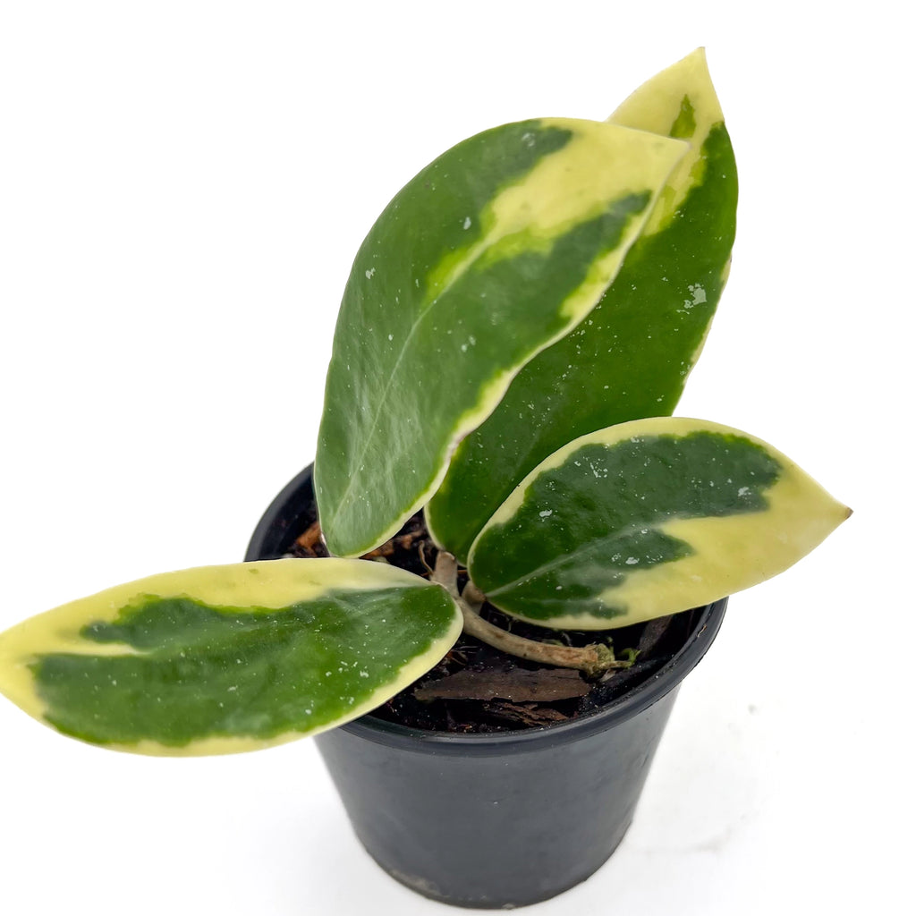 Hoya verticillata albomarginata | Indoor Plant | Chalet Boutique - Australia