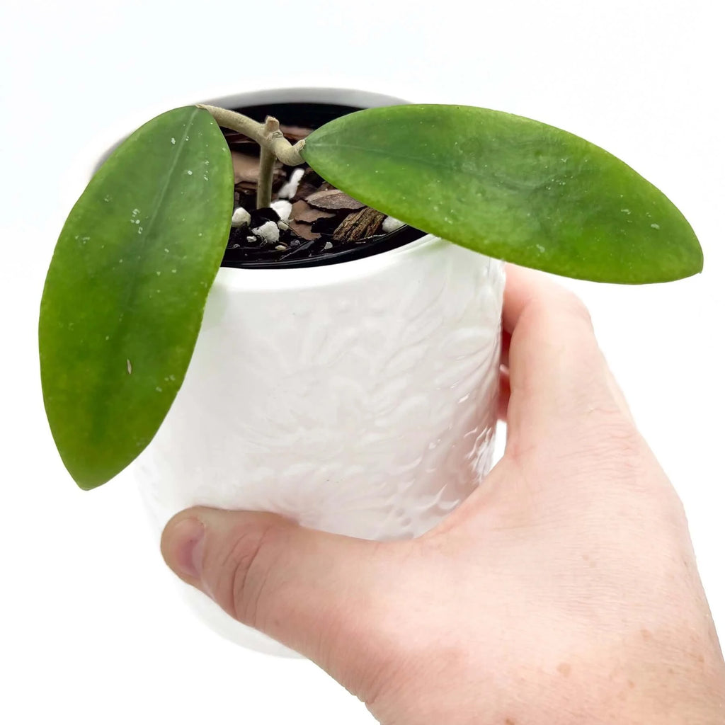 Hoya verticillata | Indoor Plant | Chalet Boutique - Australia