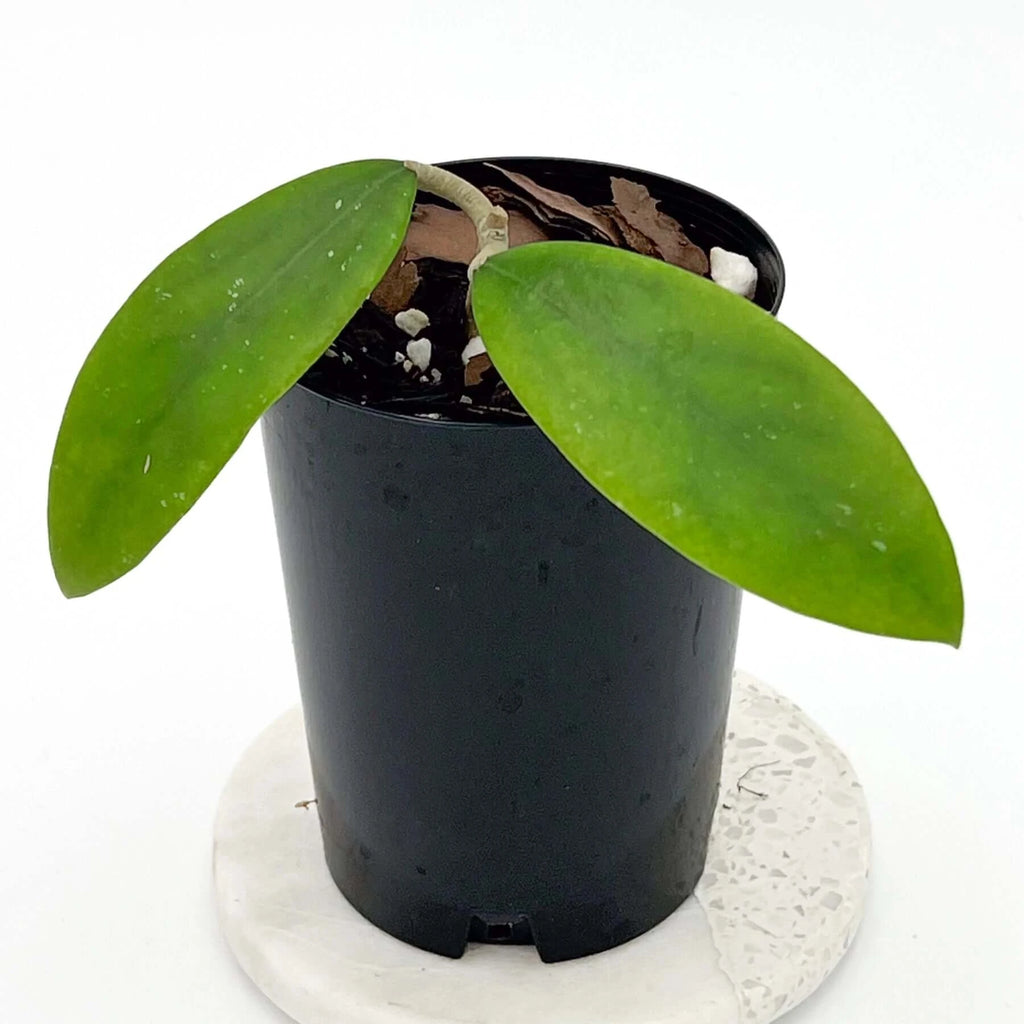 Hoya verticillata | Indoor Plant | Chalet Boutique - Australia