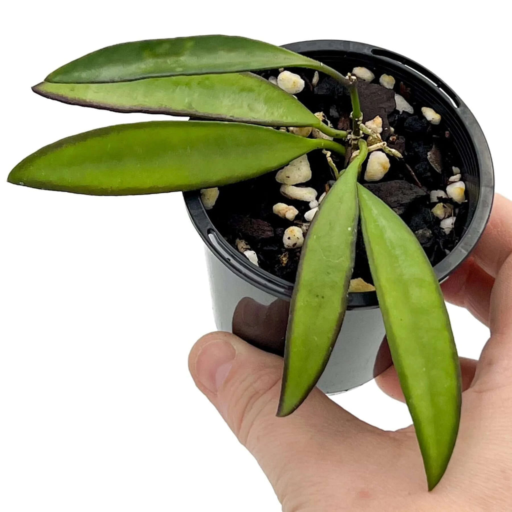 Hoya wayetii | Indoor Plant | Chalet Boutique - Australia