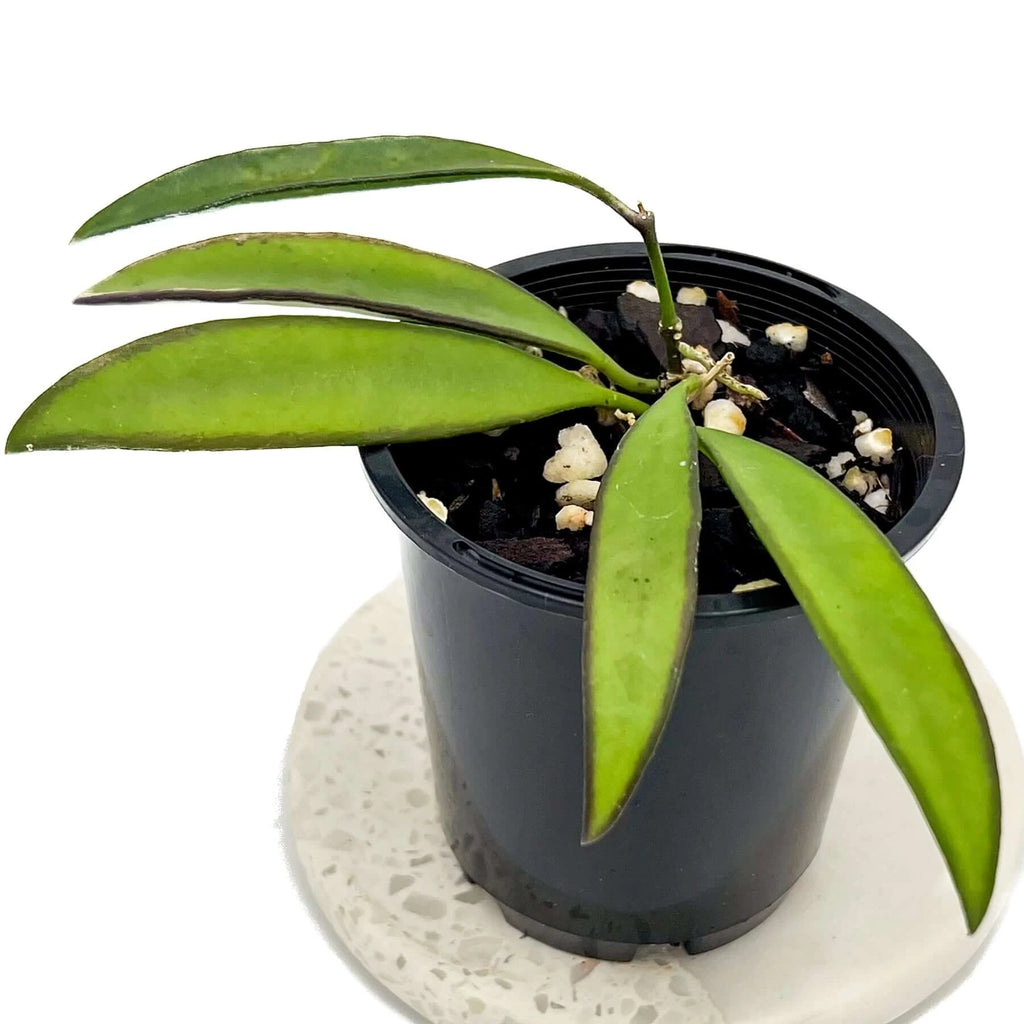 Hoya wayetii | Indoor Plant | Chalet Boutique - Australia