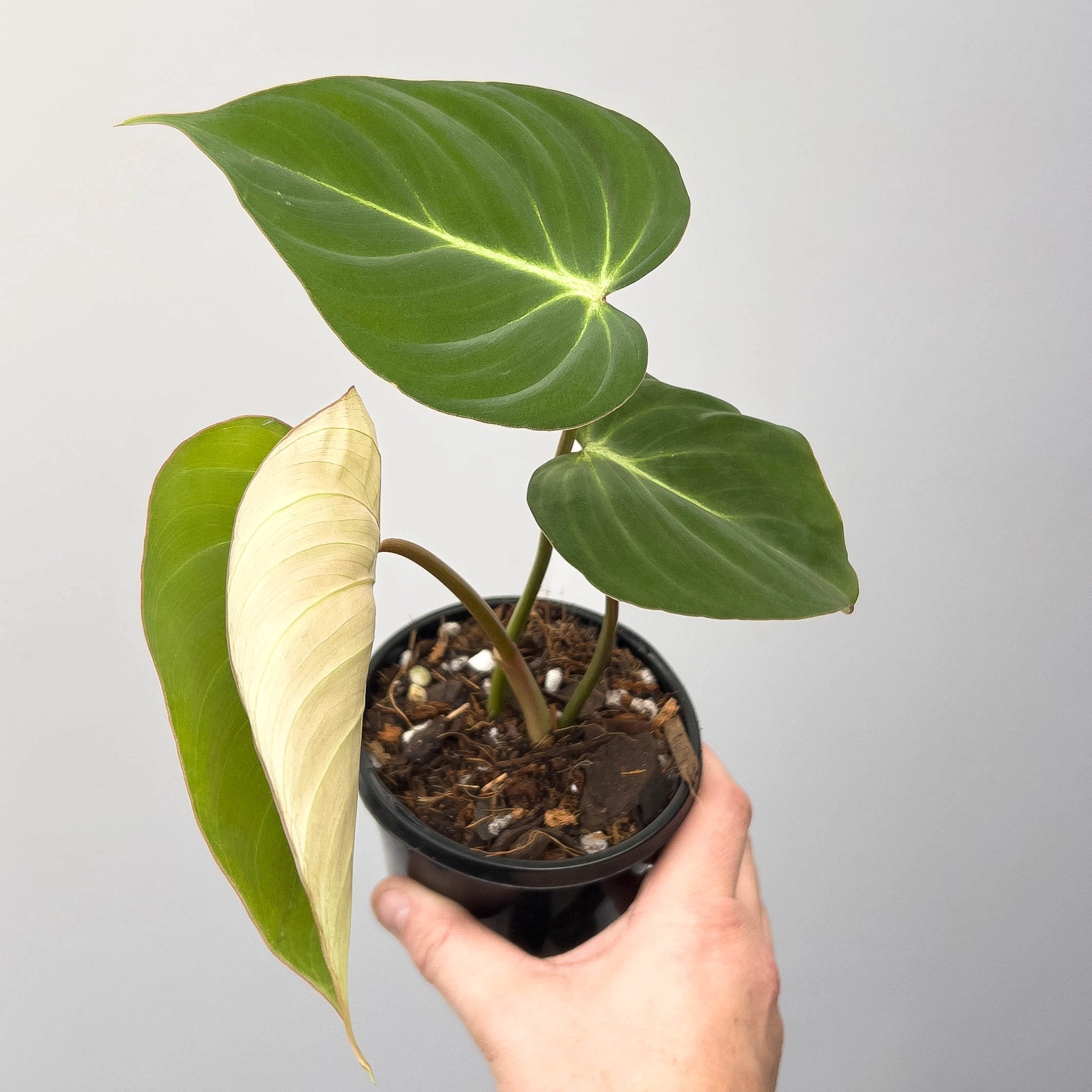 Buy Philodendron Gloriosum