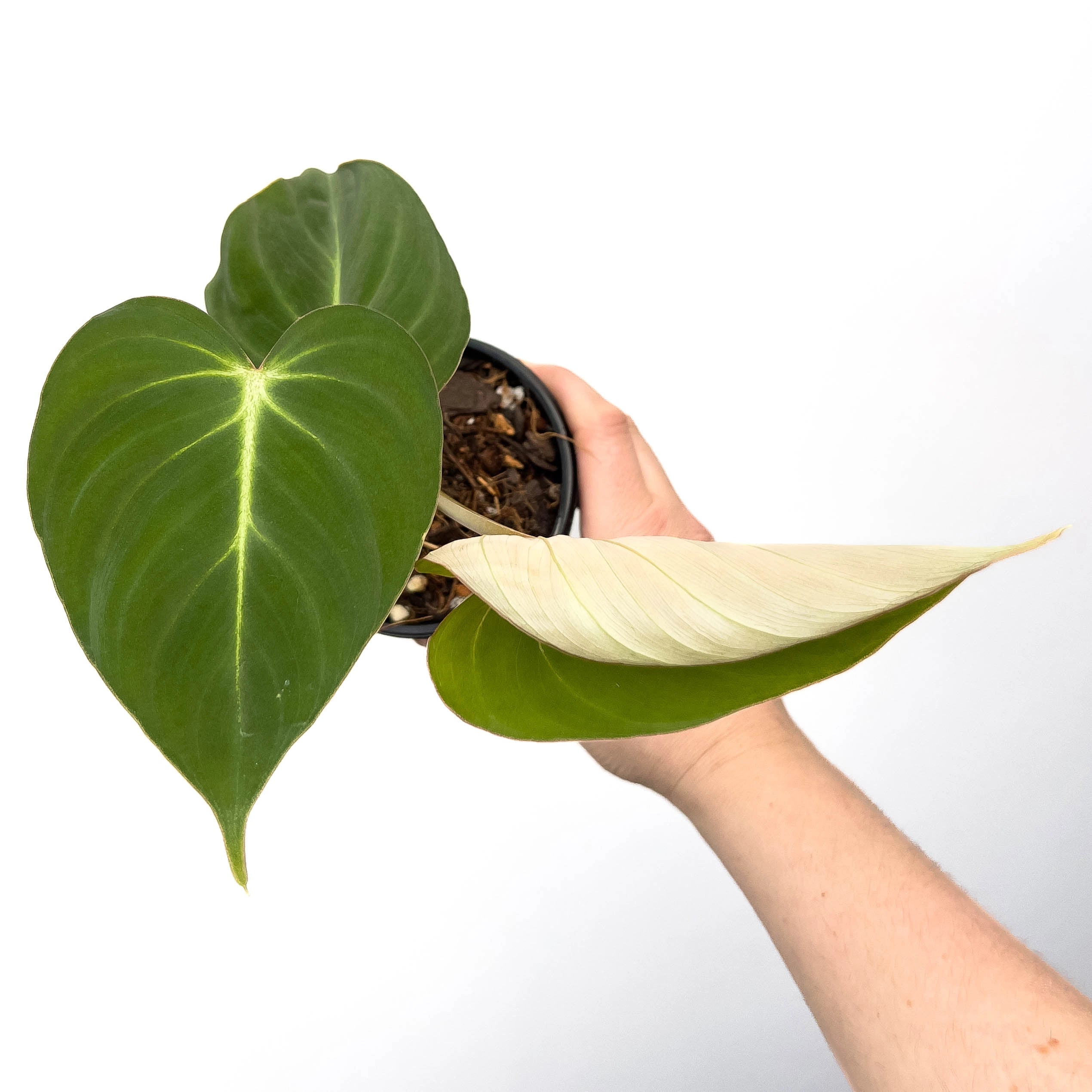 philodendron gloriosum australia Buy Philodendron Gloriosum