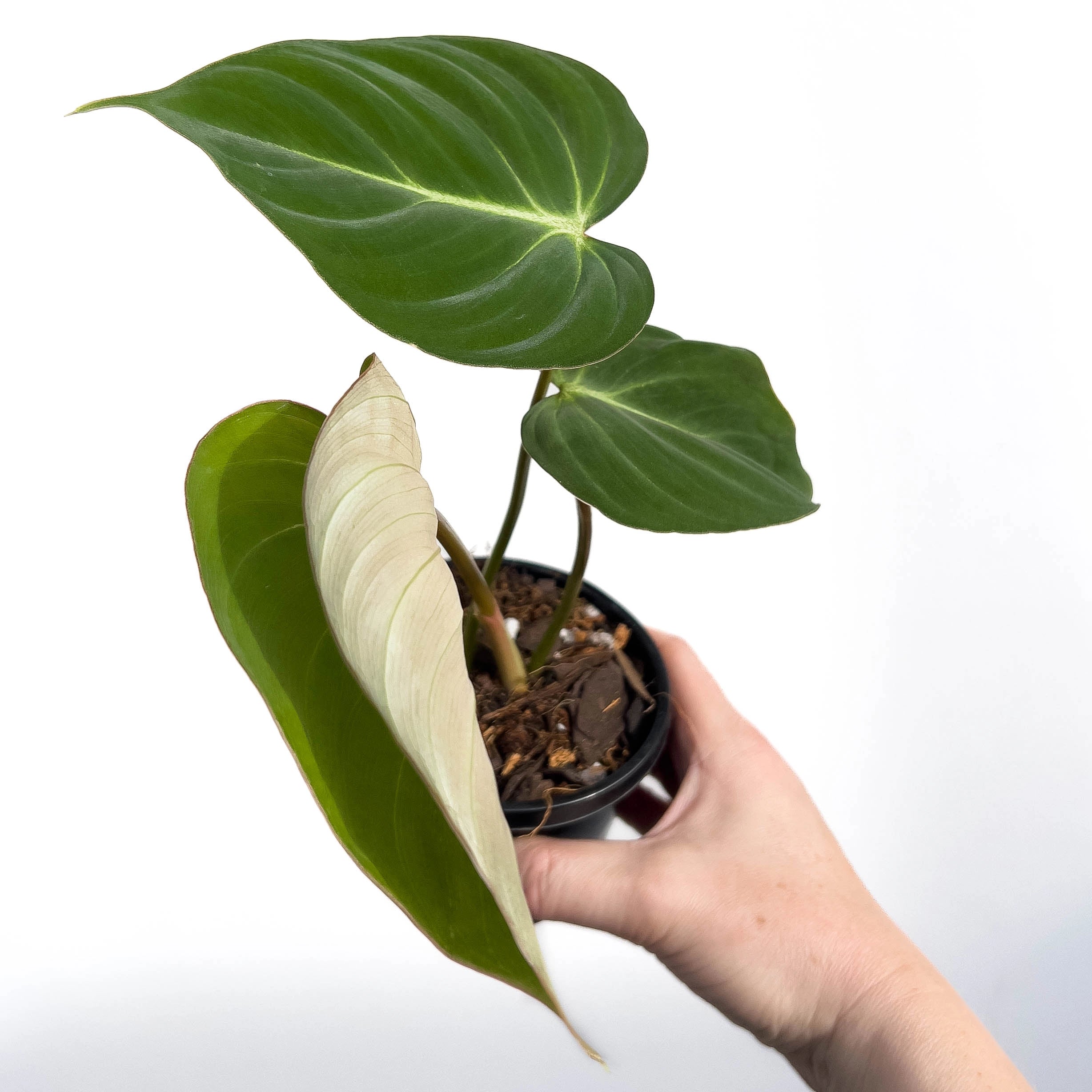buy philodendron online europe Buy Philodendron Gloriosum