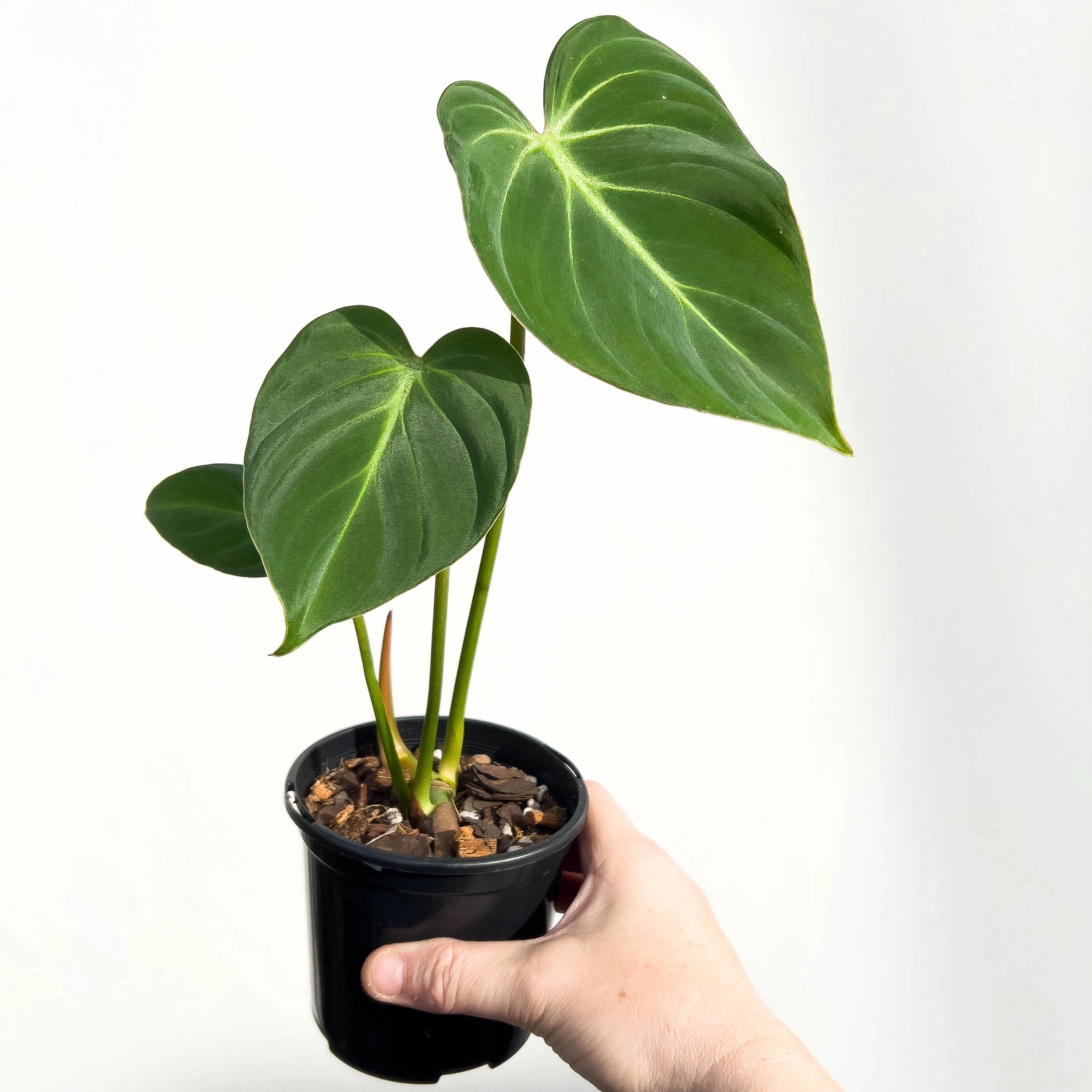philodendron gloriosum australia Buy Philodendron Gloriosum