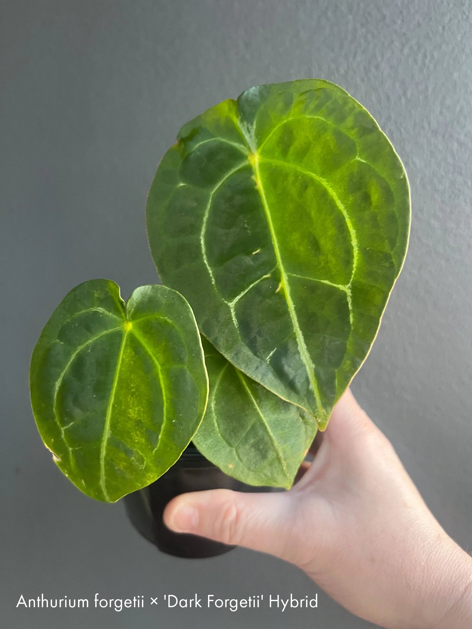 anthurium nursery australia Anthurium Collectors Pack