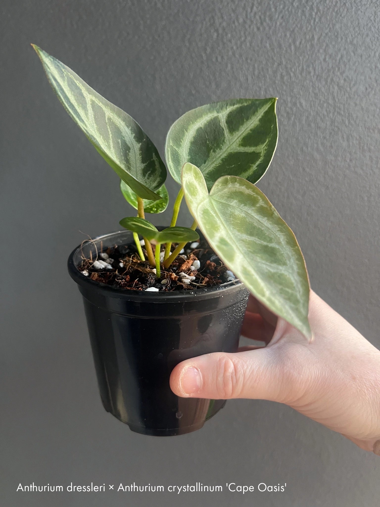 anthurium nursery australia Anthurium Collectors Pack