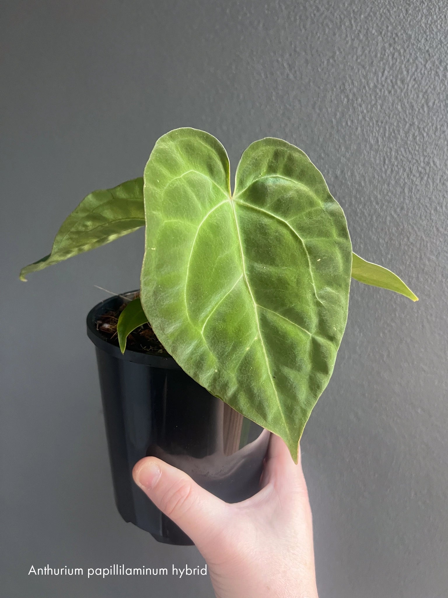 anthurium nursery australia Anthurium Collectors Pack