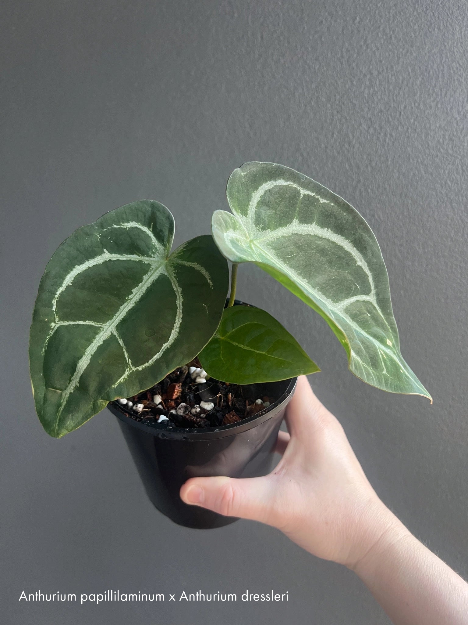 anthurium nursery australia Anthurium Collectors Pack