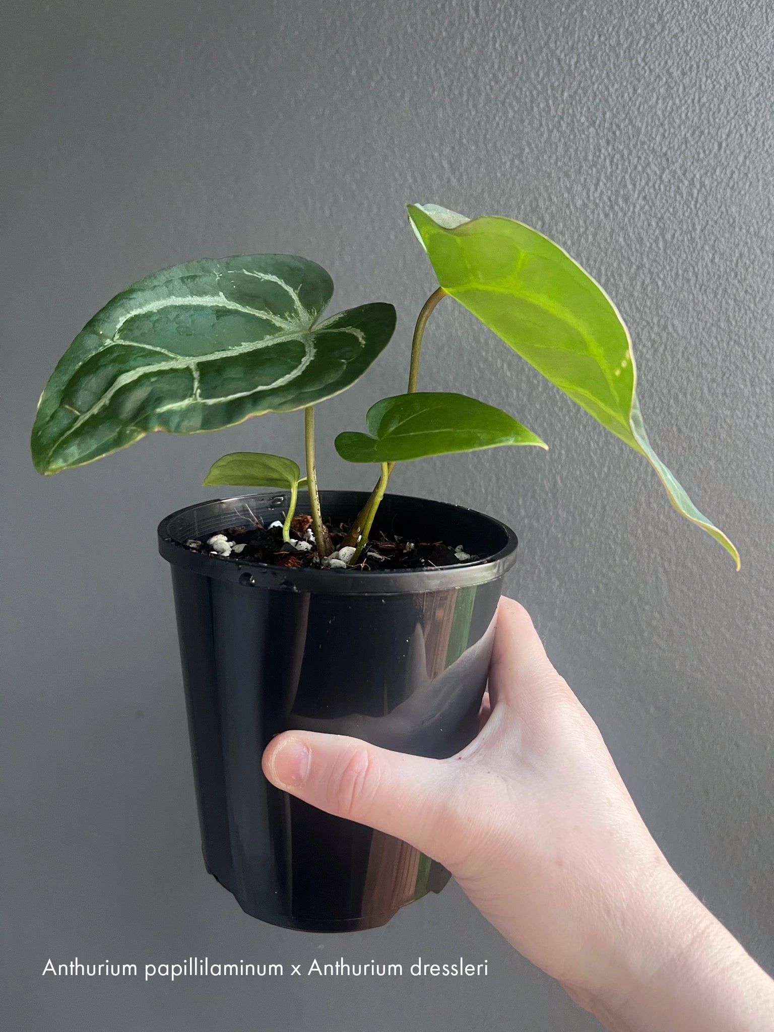 anthurium nursery australia Anthurium Collectors Pack