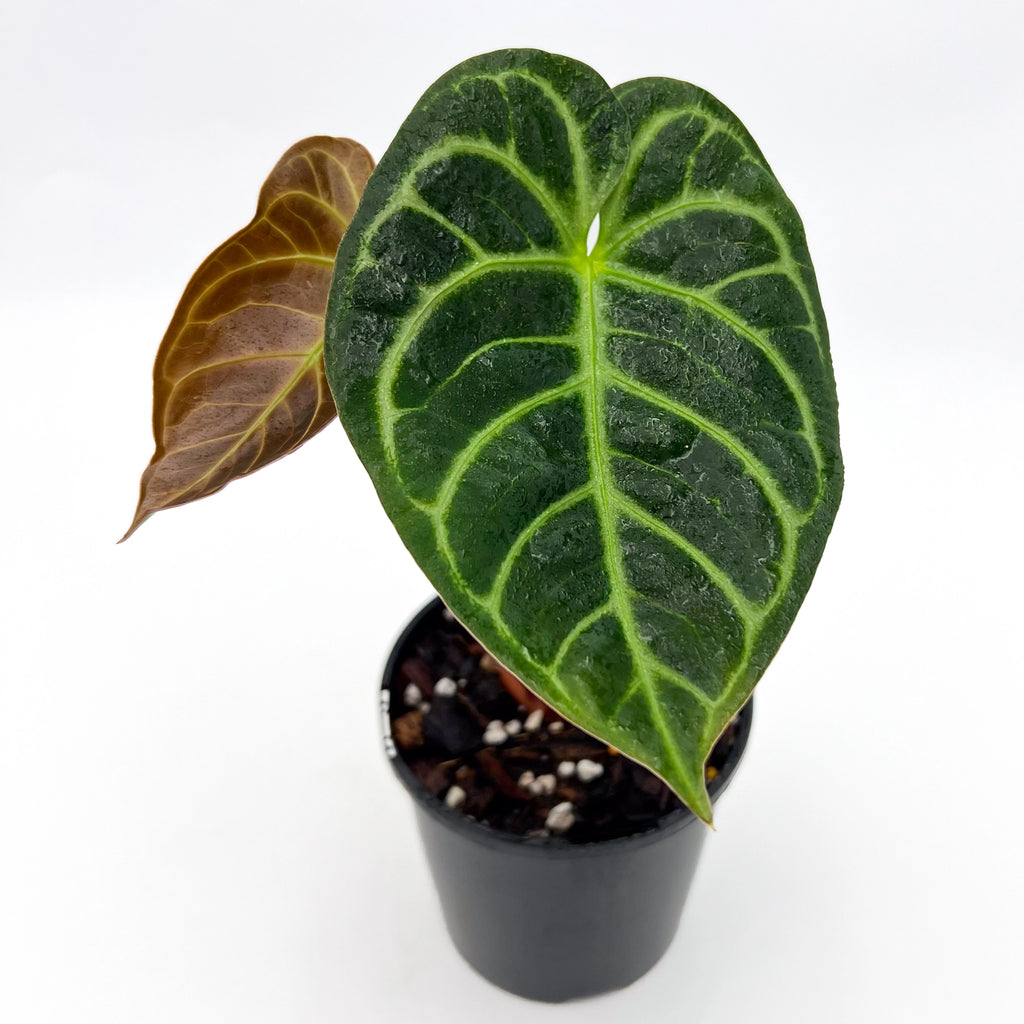 Anthurium crystallinum x regale hybrid showcasing vibrant green leaves in a black pot, ideal for unique indoor plants Australia. Chalet Boutique, Australia.