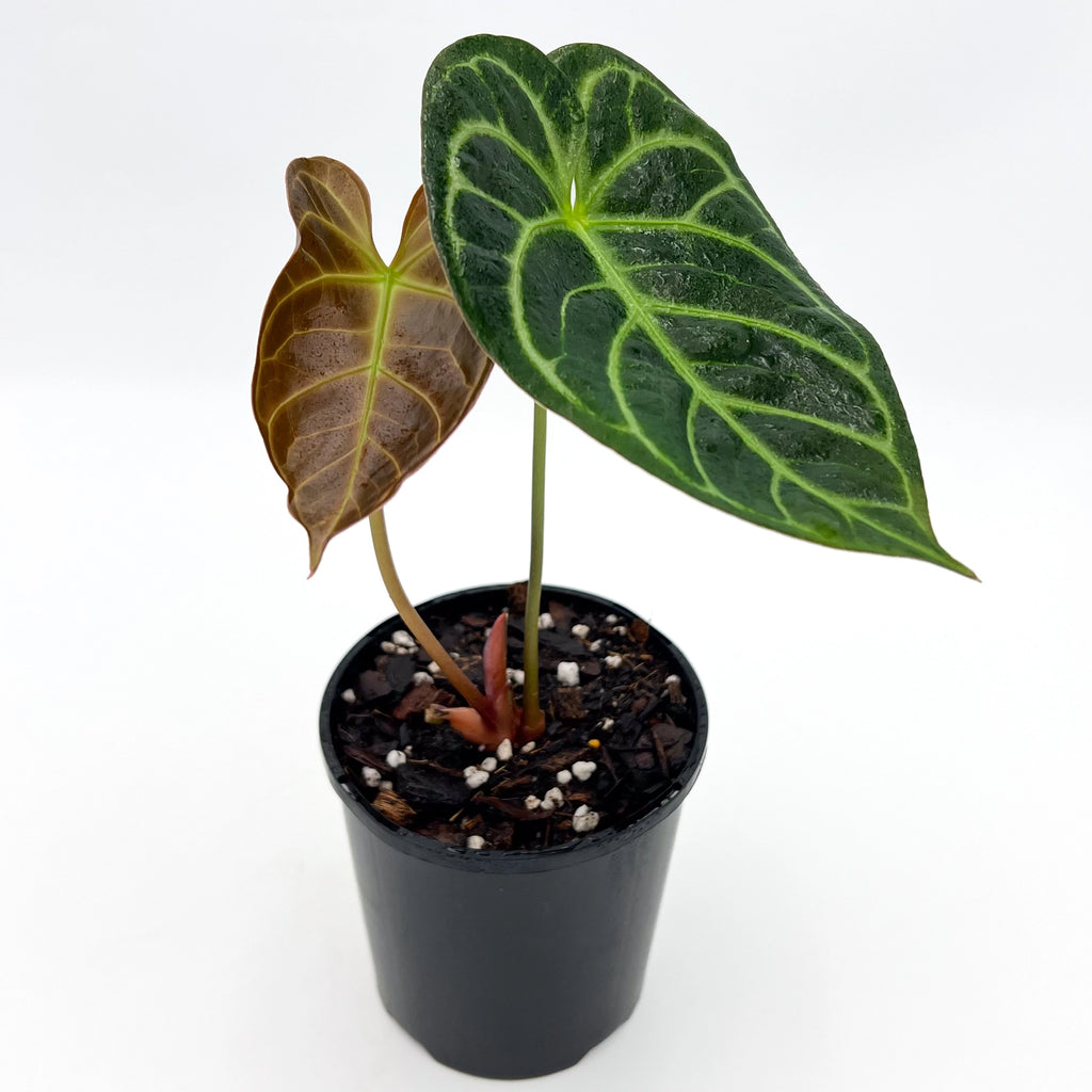 Anthurium Crystallinum x Regale hybrid with vibrant green leaves in a black pot, perfect for unique indoor plants Australia. Chalet Boutique, Australia.