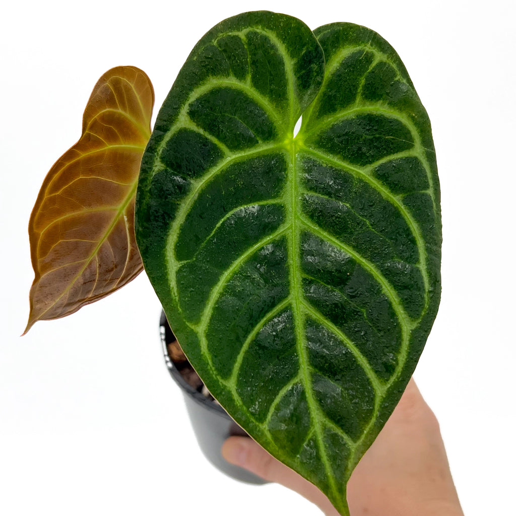 Anthurium crystallinum x regale showcasing lush green and velvety leaves, perfect for rare indoor plants enthusiasts. Chalet Boutique, Australia.