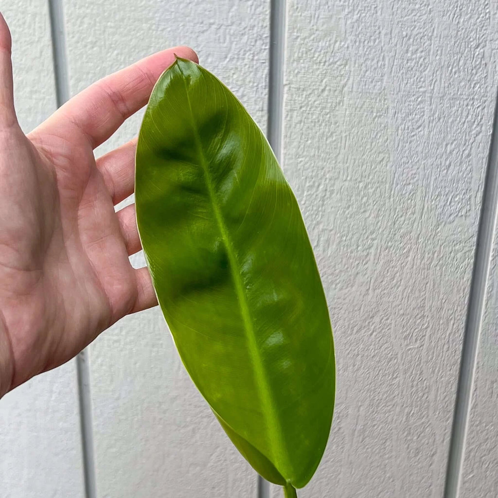 Philodendron renauxii 'Paddle Leaf' | Indoor Plant | Chalet Boutique - Australia