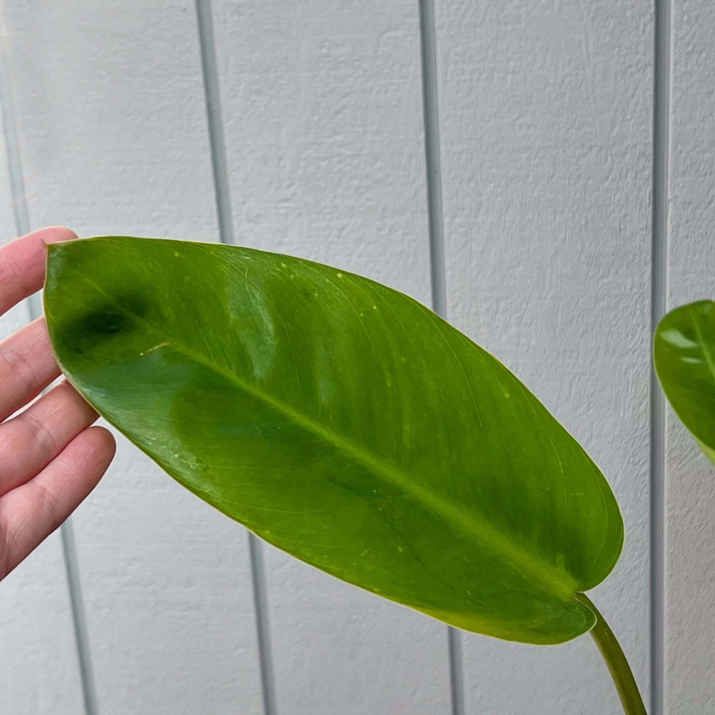 Philodendron renauxii 'Paddle Leaf' | Indoor Plant | Chalet Boutique - Australia