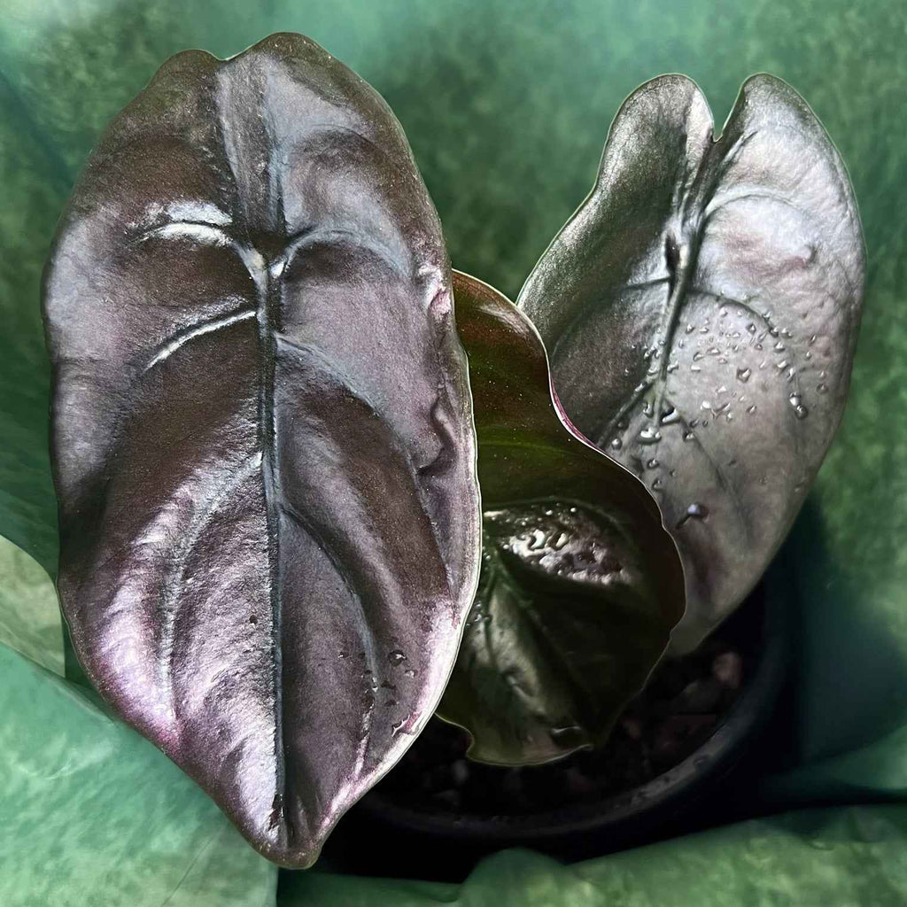 Alocasia cuprea 'Black'