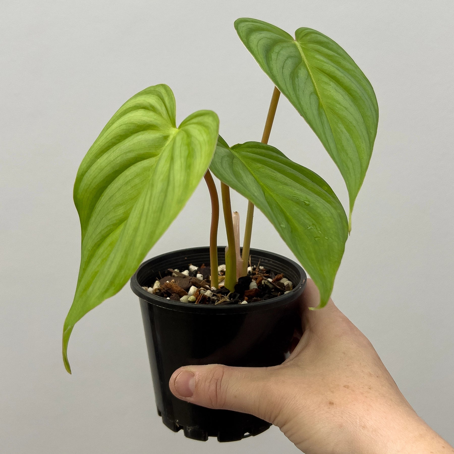 philodendron gloriosum x pastazanum Philodendron pastazanum x gloriosum