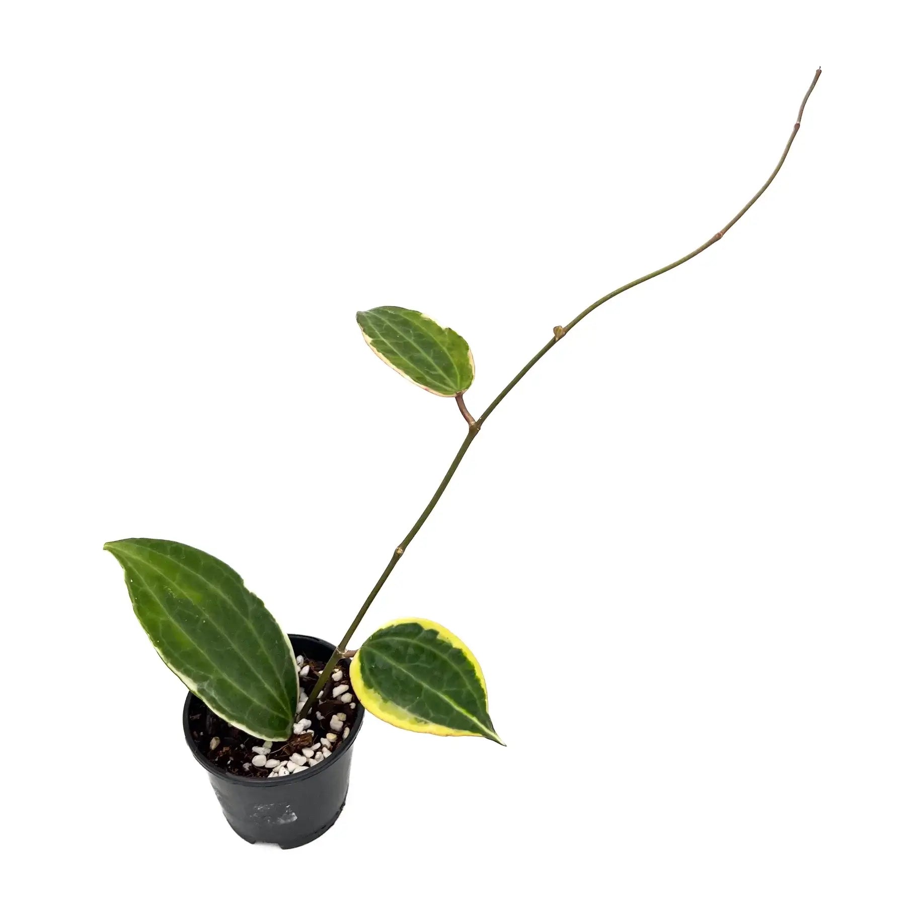 Buy Hoya Latifolia Albomarginata