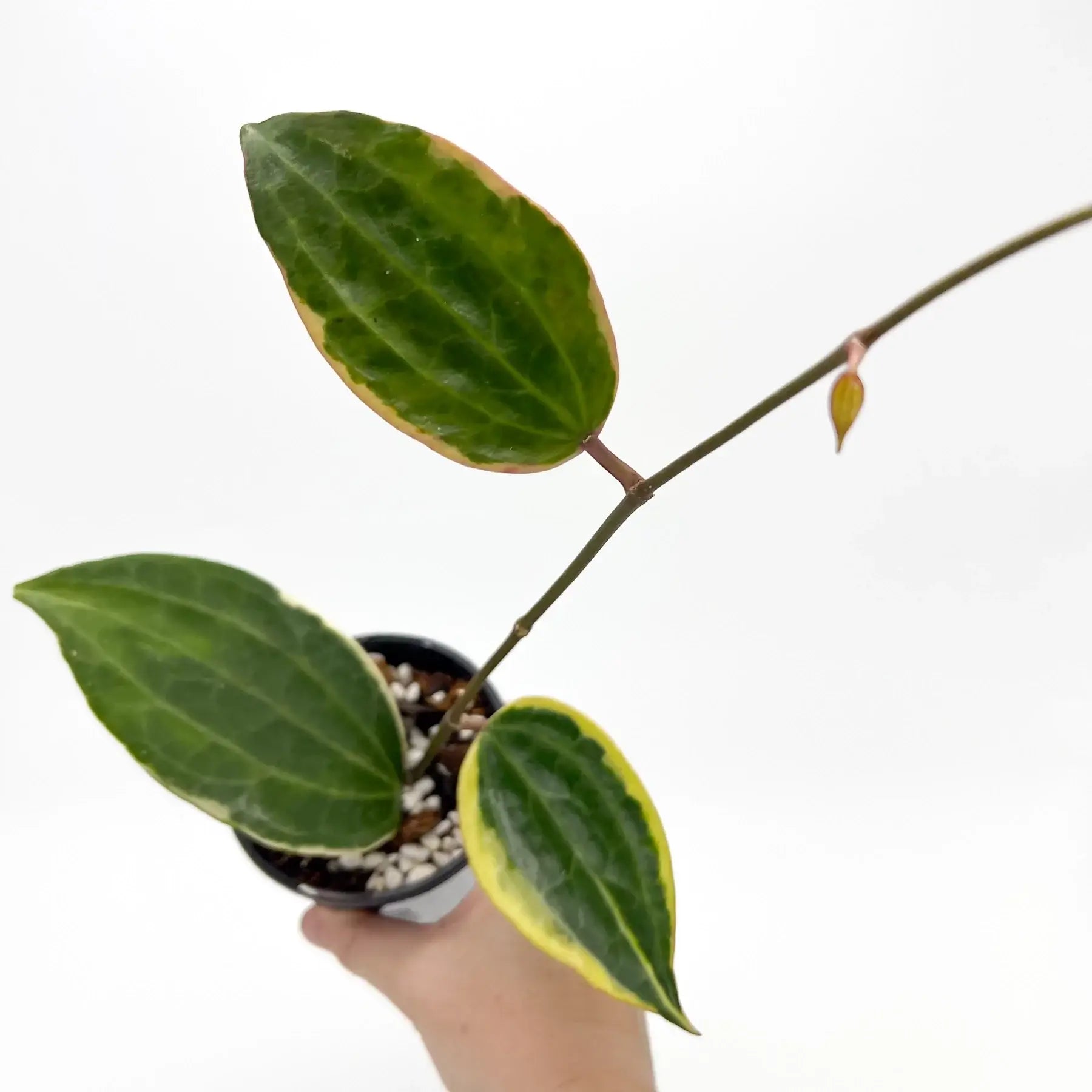 Buy Hoya Latifolia Albomarginata