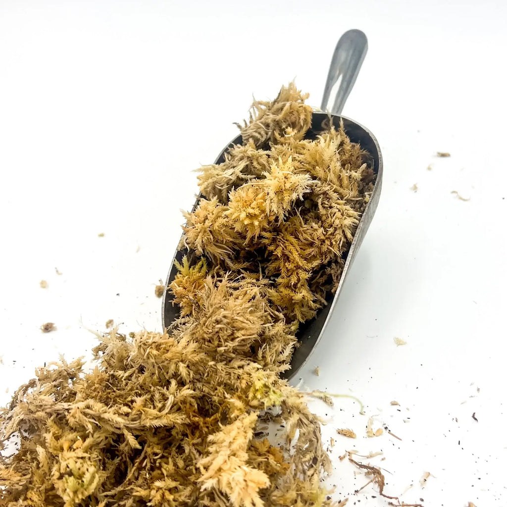 Premium live sphagnum moss in scoop, ideal for indoor plants, potting mixes, and terrariums. Chalet Boutique, Australia.