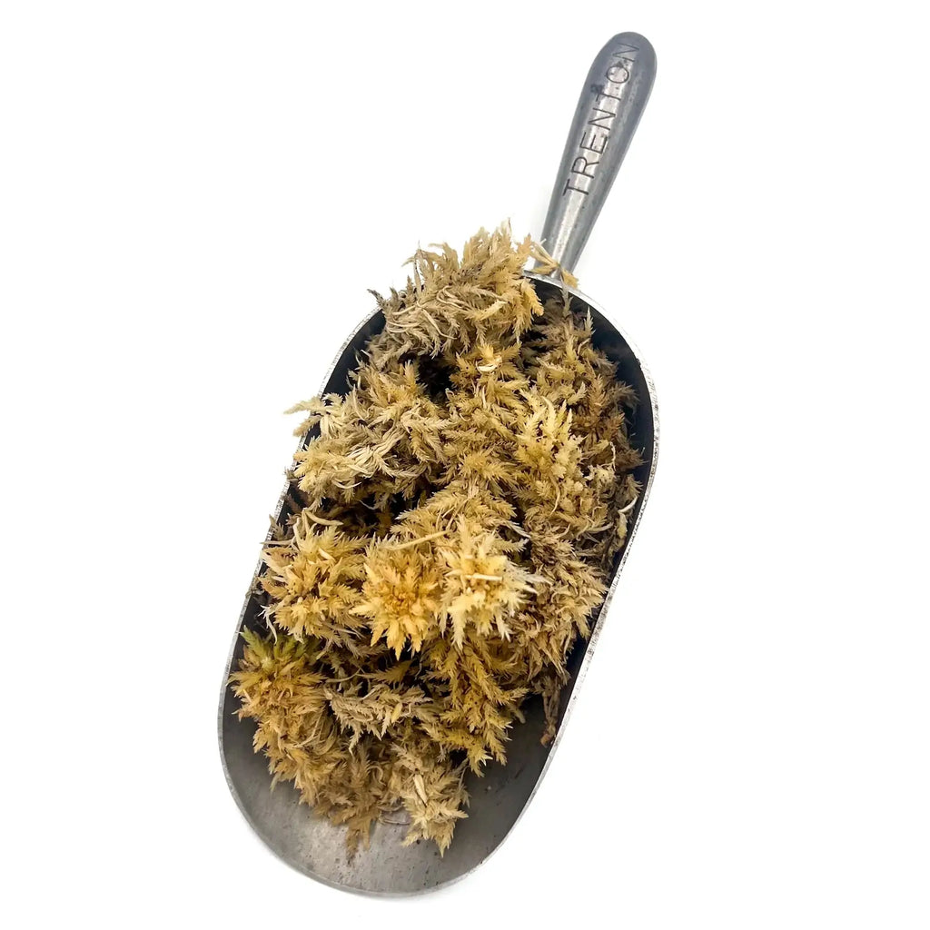 Fresh Tasmanian sphagnum moss in metal scoop, ideal for rare plants and indoor gardening. Chalet Boutique, Australia.