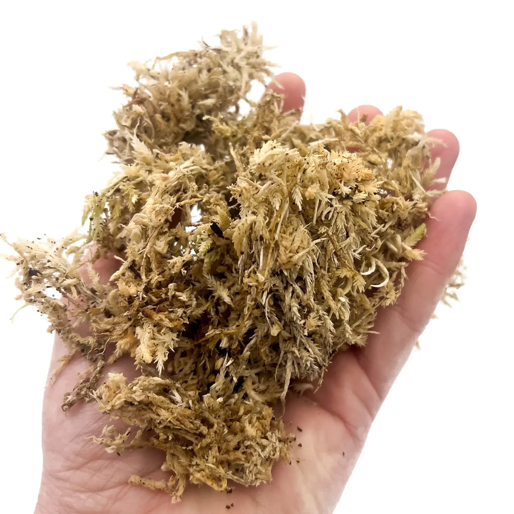 Hand holding premium live sphagnum moss, ideal for rare plant propagation and terrariums. Chalet Boutique, Australia.