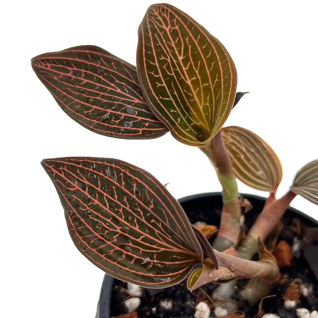 Ludisia Discolor Jewel Orchid 'Spiderman' with vibrant pinstripe leaves in 10cm pot. Rare indoor plants for Australian homes.