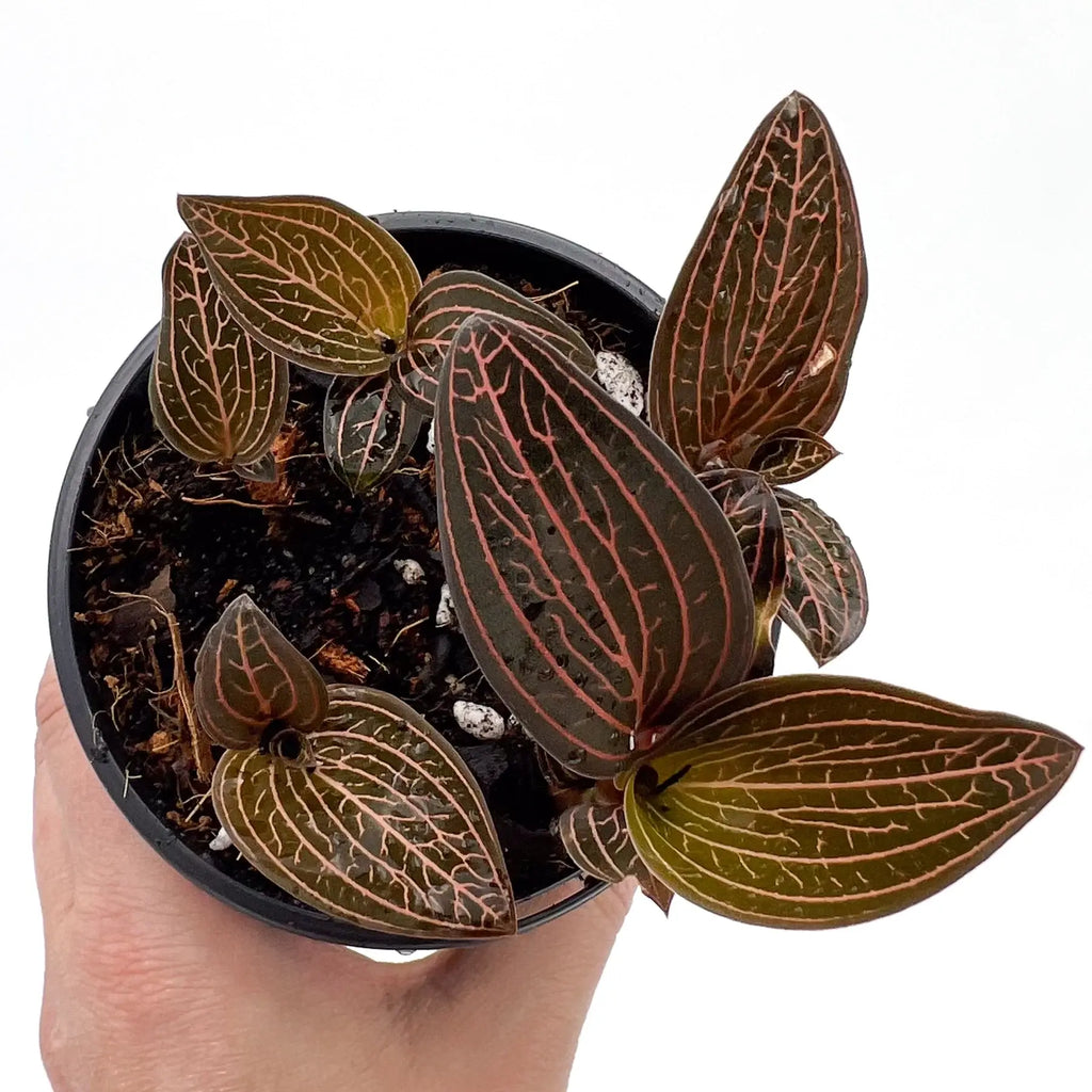 Ludisia Discolor Jewel Orchid 'Spiderman' in pot, showcasing rare variegated leaves, ideal for indoor plants in Australia.