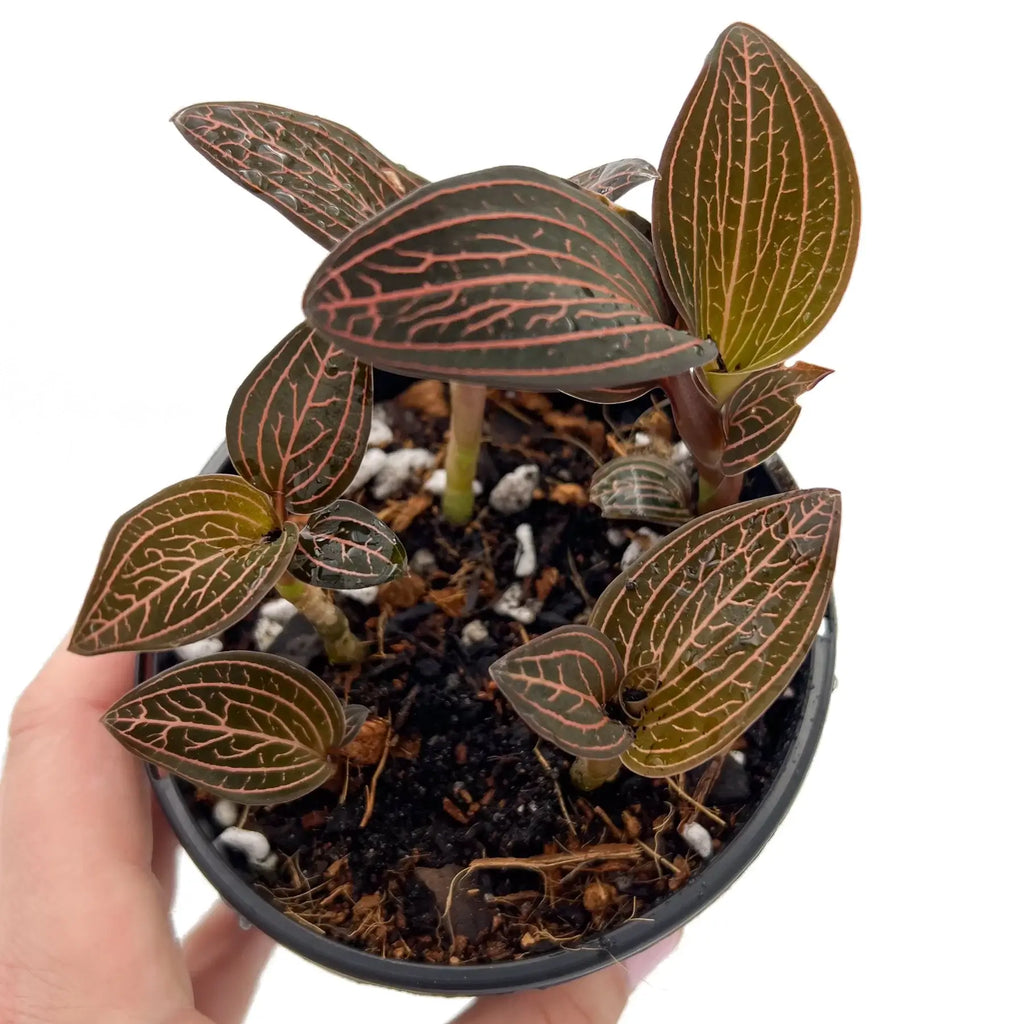 Ludisia Discolor Jewel Orchid 'Spiderman', rare indoor plant with variegated leaves in nursery pot, online plants Australia.