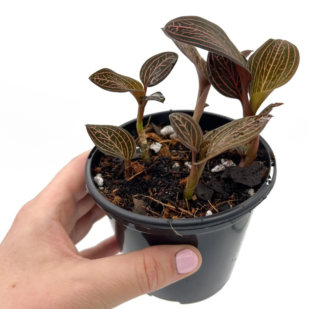 Ludisia Discolor 'Spiderman' jewel orchid in a nursery pot, showcasing bold pinstripe leaves, rare indoor plant.