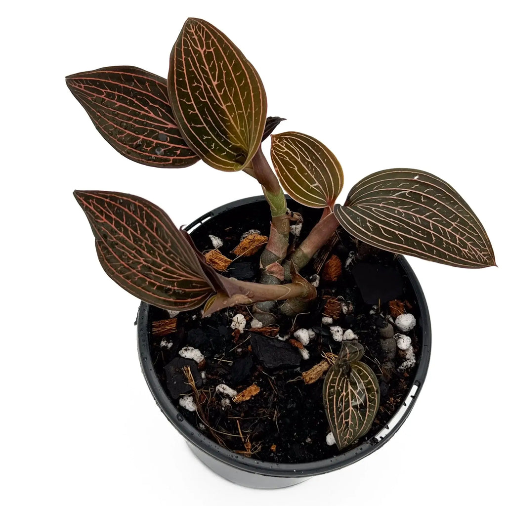 Ludisia Discolor Jewel Orchid 'Spiderman' in a 10cm pot, showcasing rare variegated leaves with striking pinstripes.