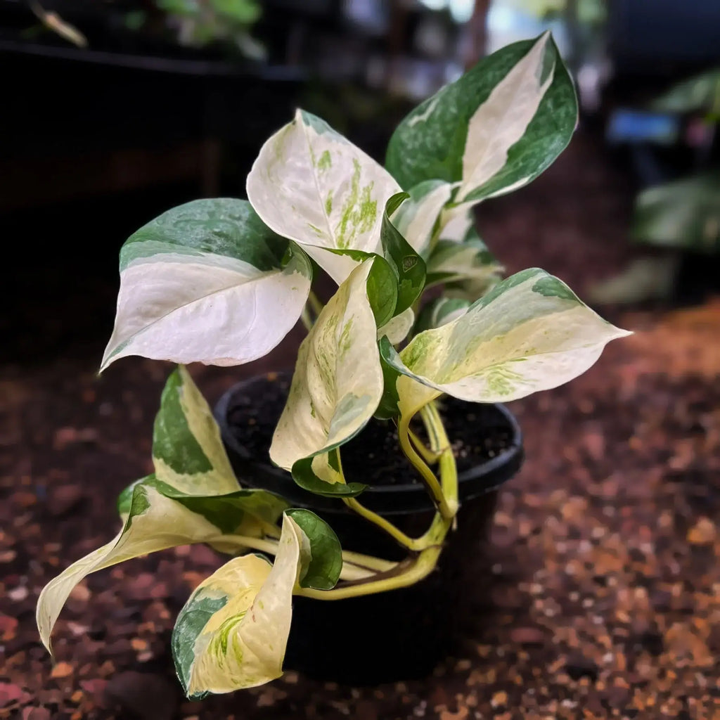 Epipremnum auruem 'Manjula' Pothos | Indoor Plant | Chalet Boutique - Australia