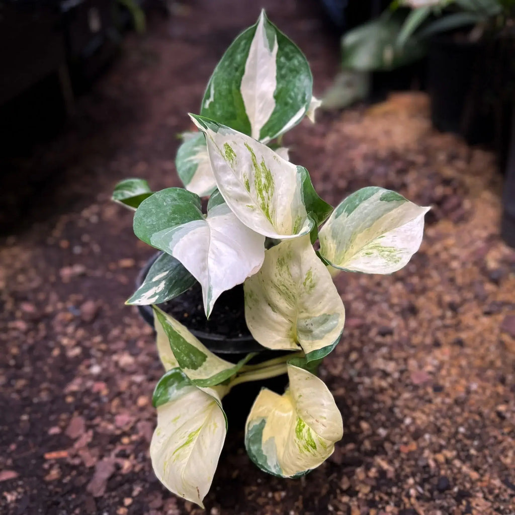 Epipremnum auruem 'Manjula' Pothos | Indoor Plant | Chalet Boutique - Australia