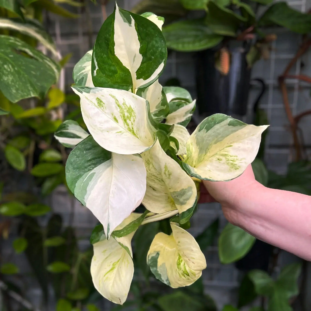 Epipremnum auruem 'Manjula' Pothos | Indoor Plant | Chalet Boutique - Australia