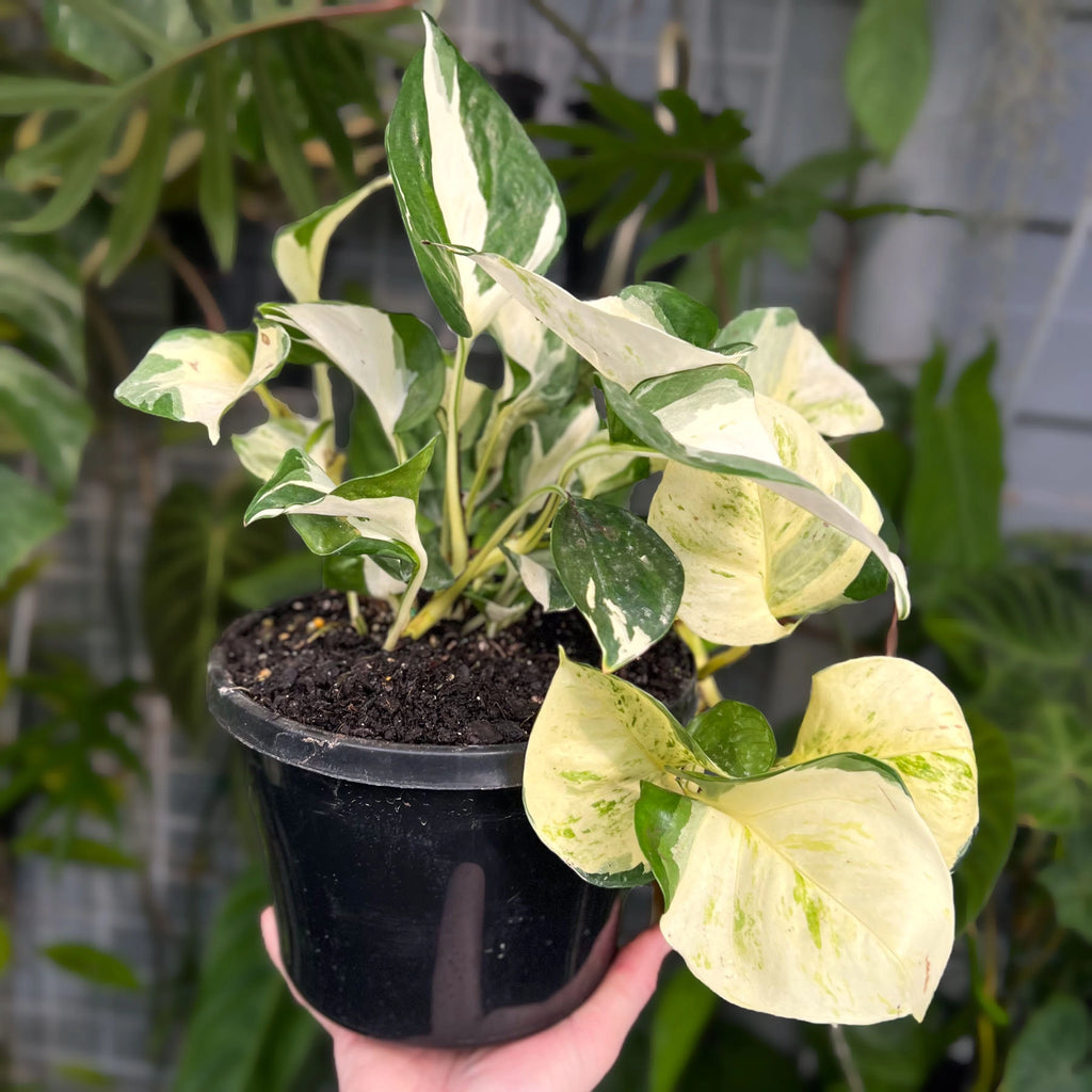 Epipremnum auruem 'Manjula' Pothos | Indoor Plant | Chalet Boutique - Australia