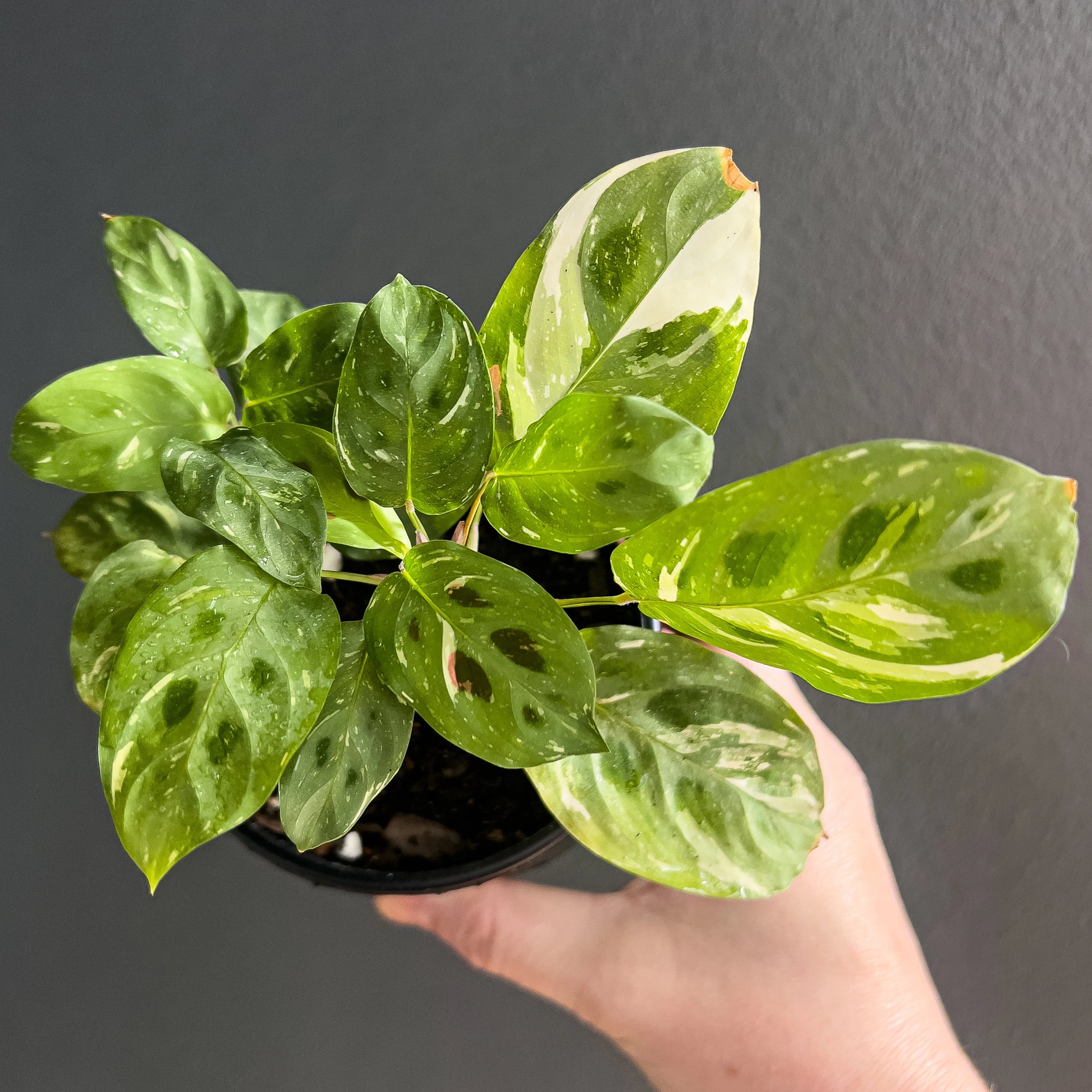 Maranta Leuconeura Kerchoveana Variegated